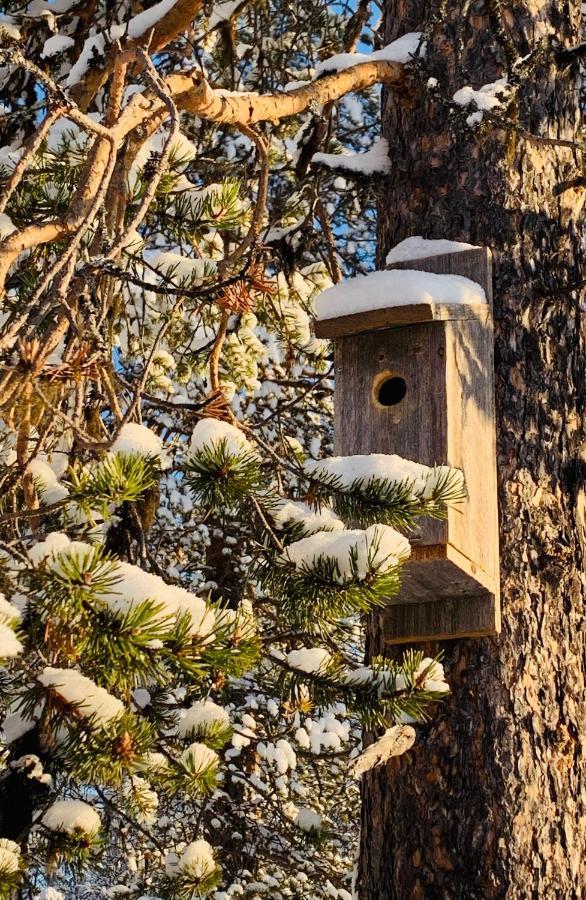 Off-Grid Cabin In Nattavaara Lapland 외부 사진